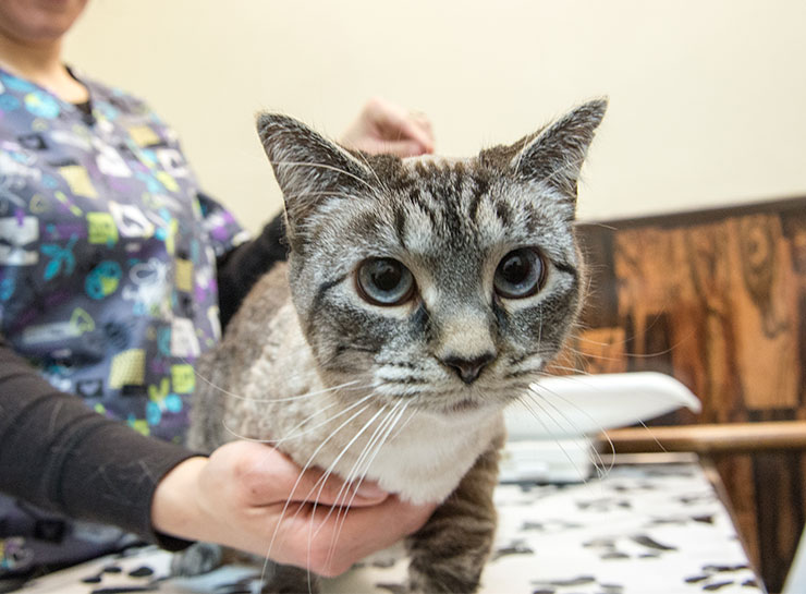 Preventive Care for Cats