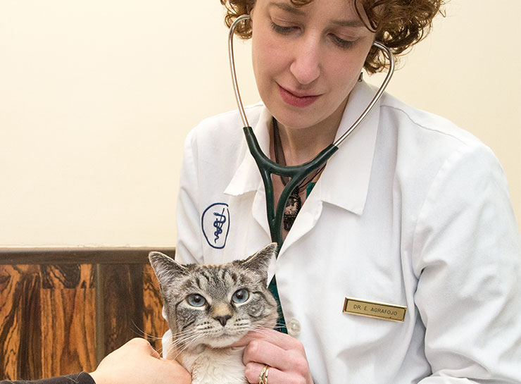 $city Vet Exams